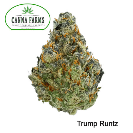 Trump Runtz Flower - Indica
